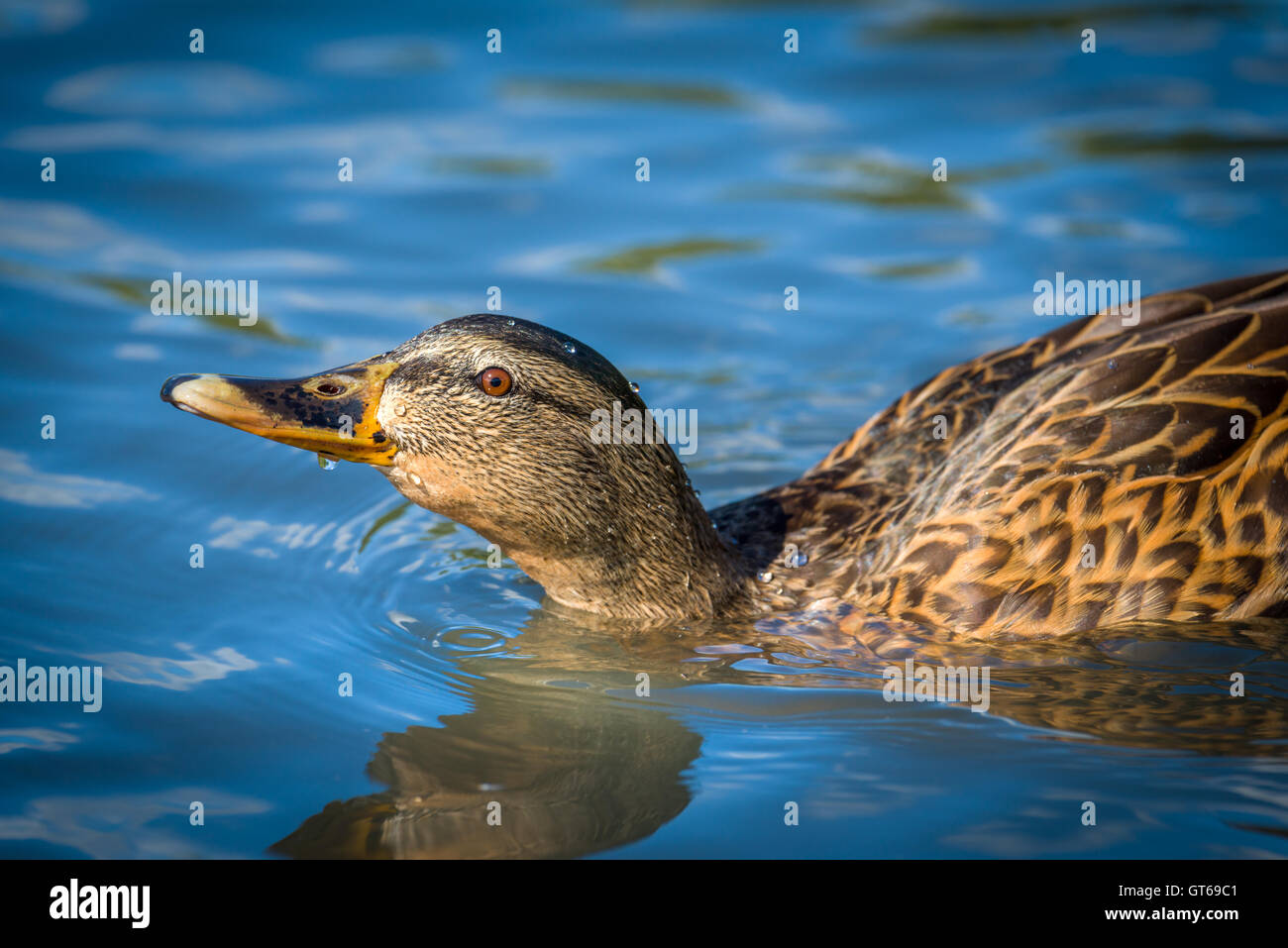 Femmina Mallard Duck Foto Stock