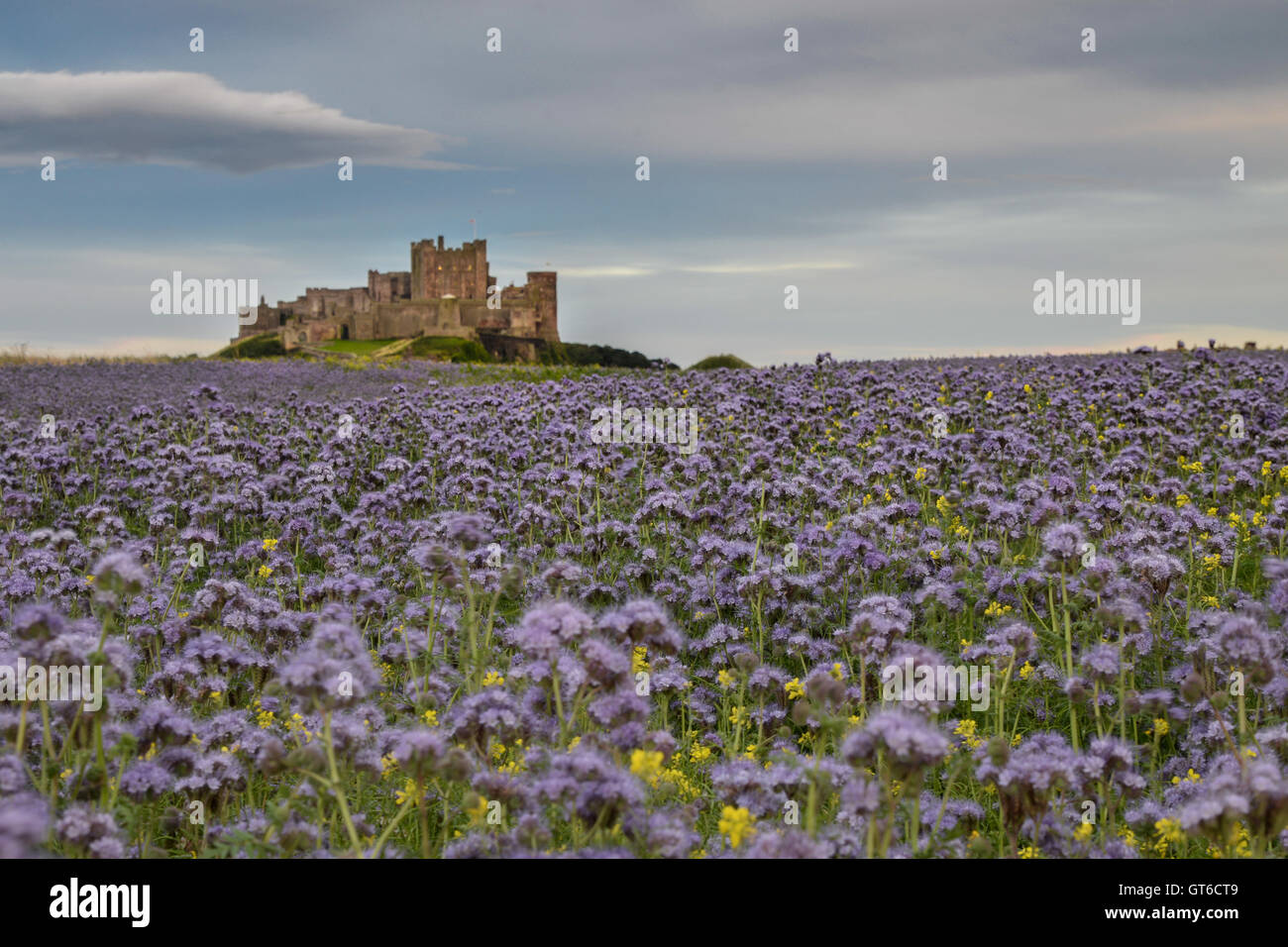 Bamburgh, castello, Northumberland, costa, sabbia, Inghilterra, spiaggia, architettura, UK, dune, antico, paesaggio, a nord, all'aperto Foto Stock