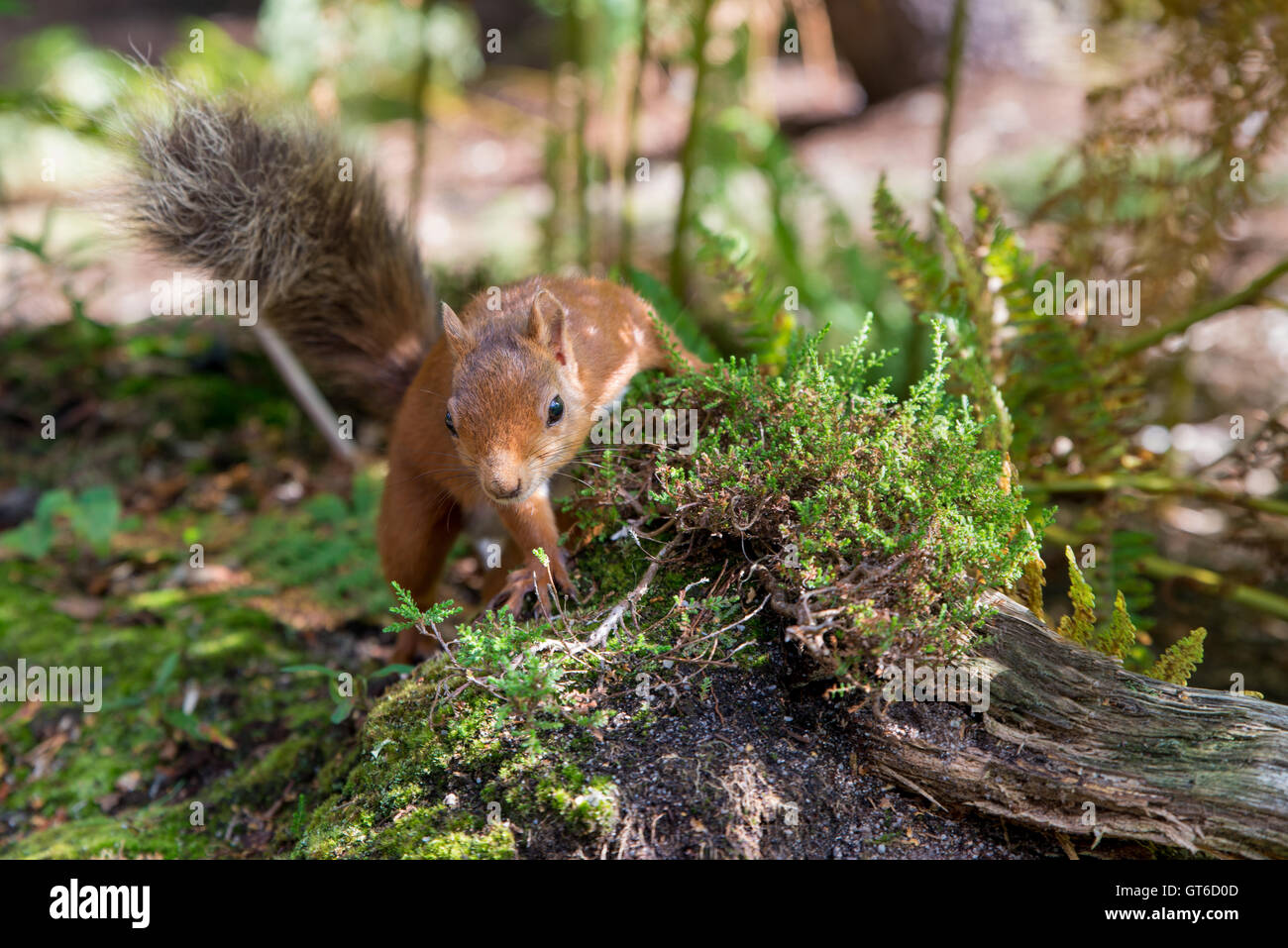 Scoiattolo rosso ciuffo, selvatici, animale, foresta, natura, albero, creatura, soffici, eurasian, pelliccia, dado, bellezza, all'aperto, funny, legno, ea Foto Stock