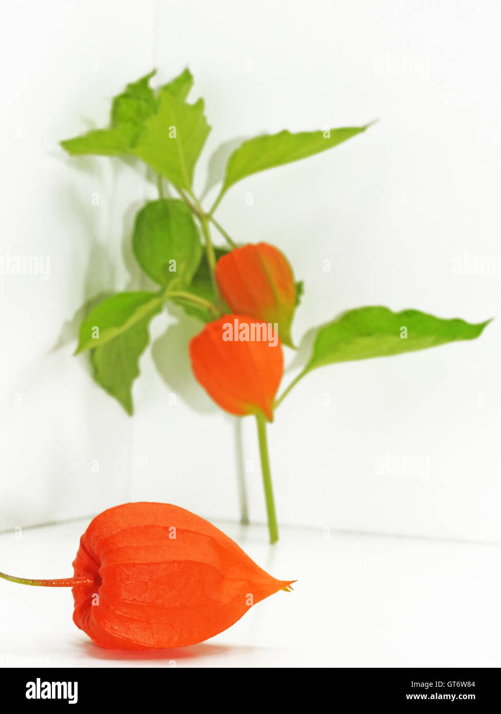 Coloratissimi fiori physalis Foto Stock