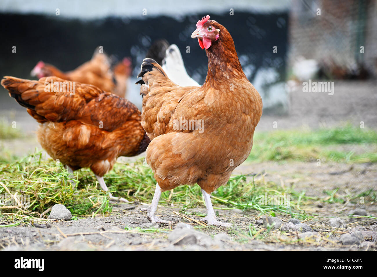Polli su tradizionale intervallo libero azienda avicola. Foto Stock