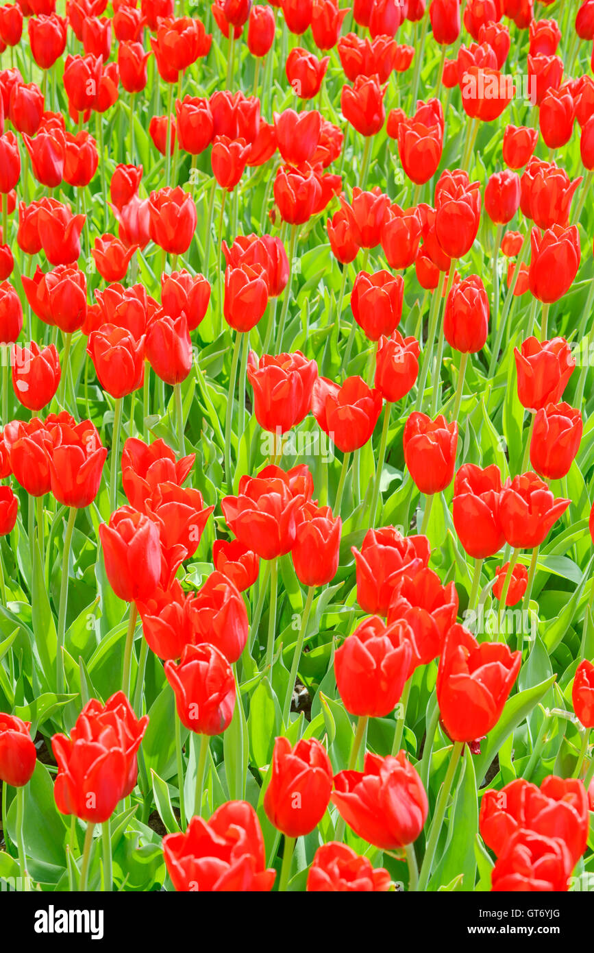 Red tulip giardino o campo in primavera sfondo, disegno o una trama Foto Stock