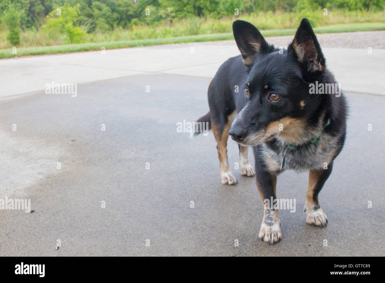 Un cane nero (corgi mix) in piedi fuori sul marciapiede Foto Stock