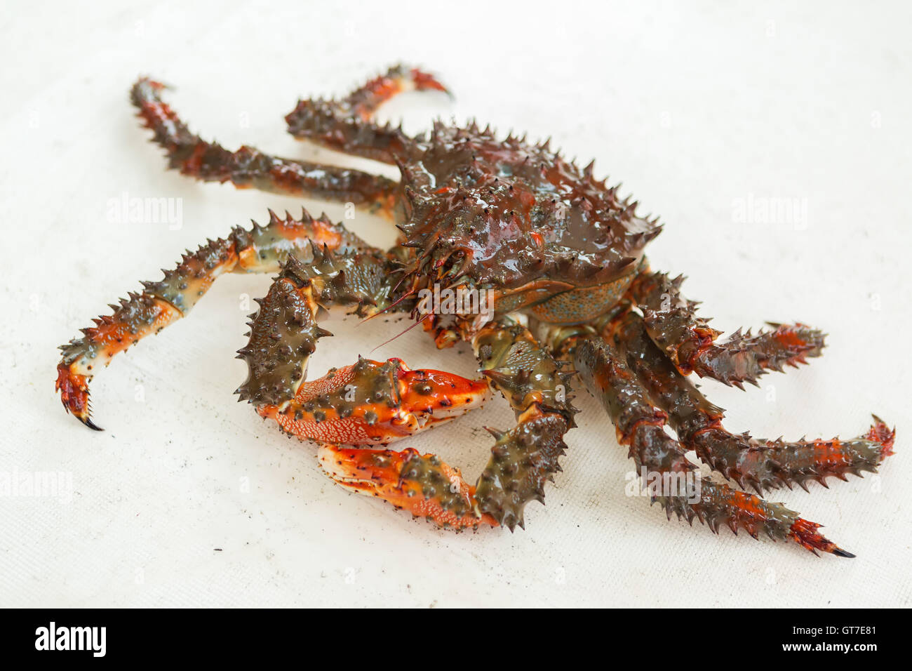 Freshly-Speared kamchatka granchio reale sul ponte della barca. Foto Stock