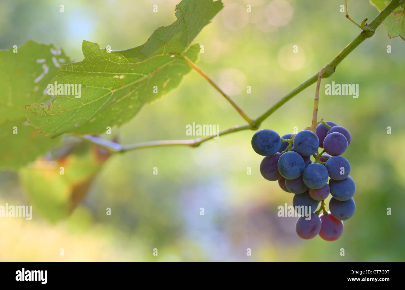 I grappoli di vino rosso uve al vino i campi Foto Stock