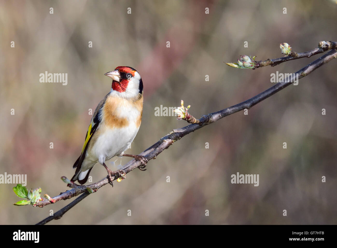 Cardellino Foto Stock