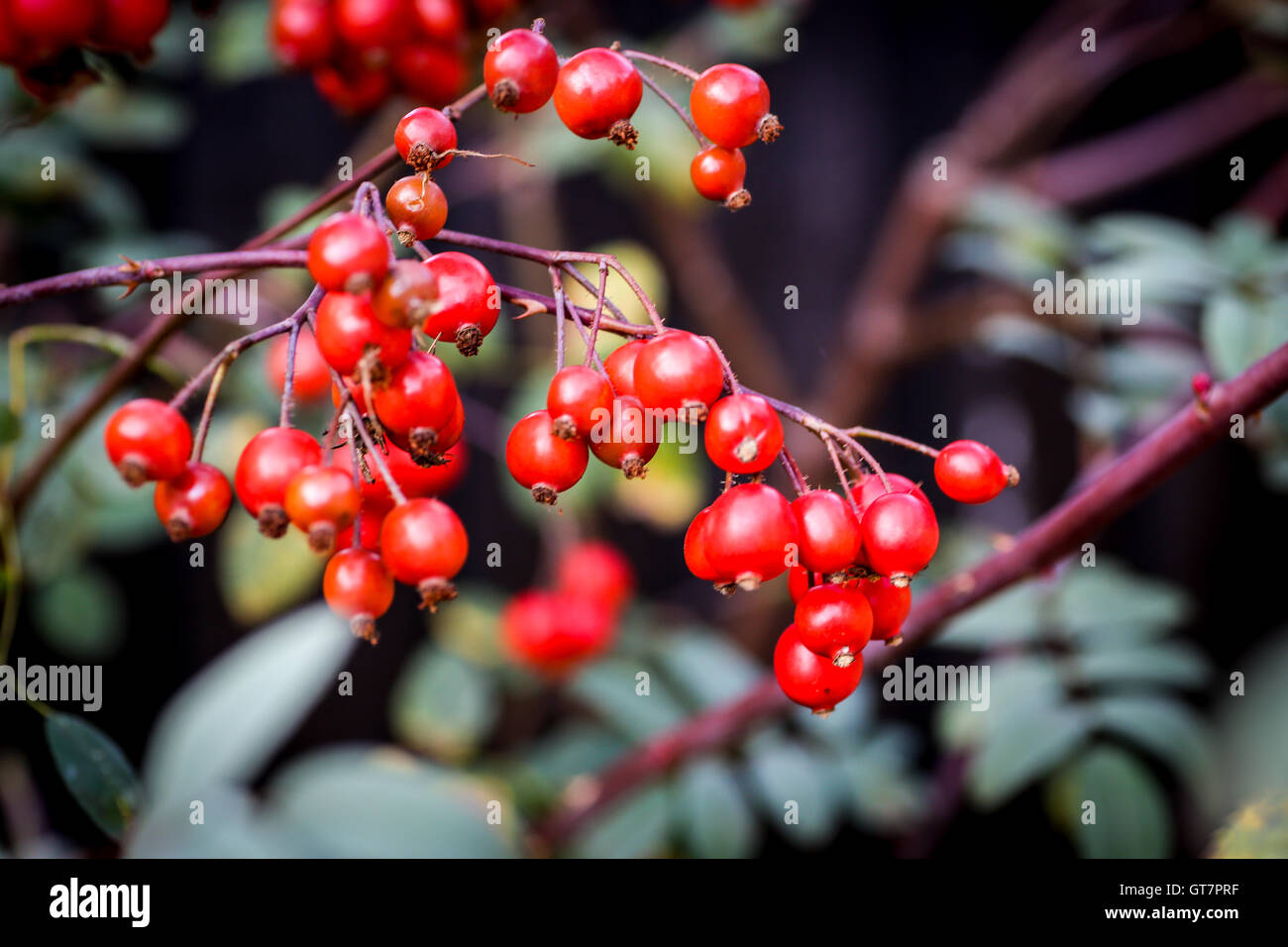 Rosso brillante rosa canina su una soleggiata giornata autunnale Foto Stock