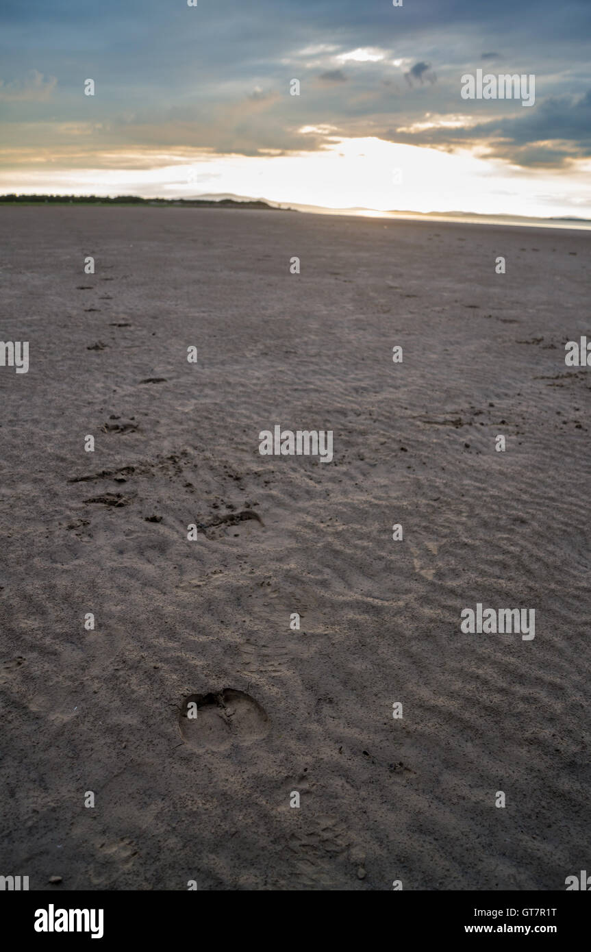 Hoofprints di una mucca in Solway Firth spiaggia al tramonto, Bowness-on Solway, Cumbria, Inghilterra Foto Stock