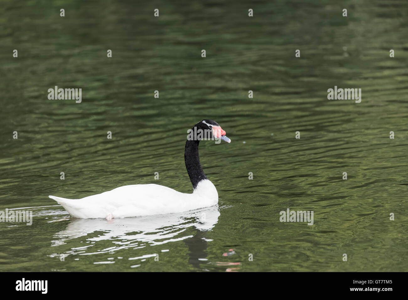 Black Swan con testa con becco rosso e corpo di colore bianco a nuotare in acqua con riflessi nell'acqua e sfondo isolato Foto Stock