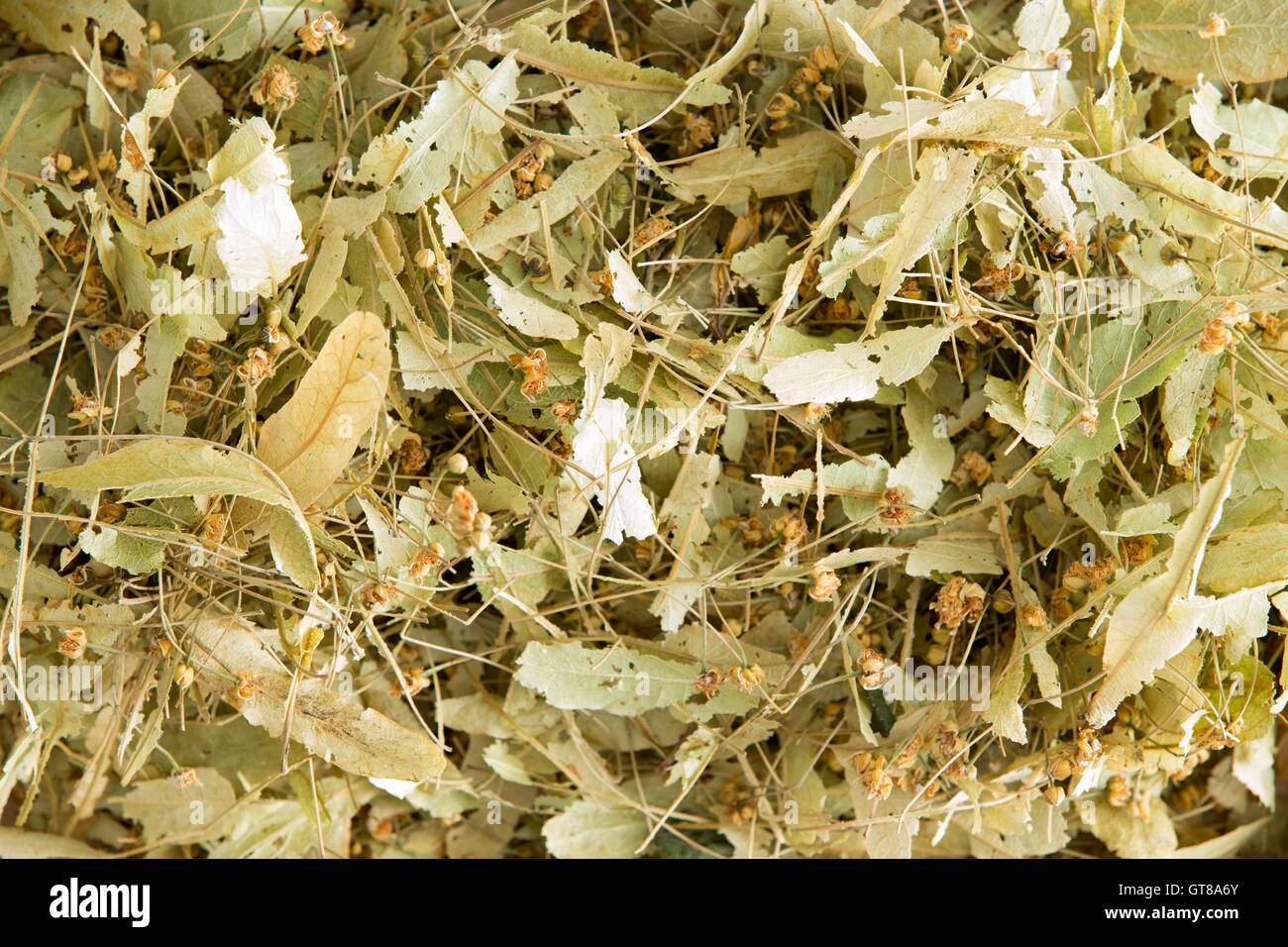 Essiccati i fiori di tiglio, un fiore dall'albero di tiglio, Tilia, utilizzato in erboristeria e medicina alternativa per produrre una tisana o ti Foto Stock