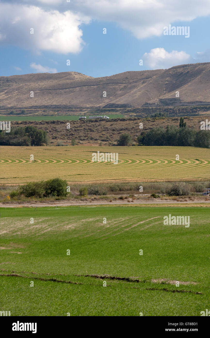 Terreni irrigati con i campi e le colture con un perno centrale campo irrigato al piede di rotolamento di una gamma di montagna che mostra il Foto Stock