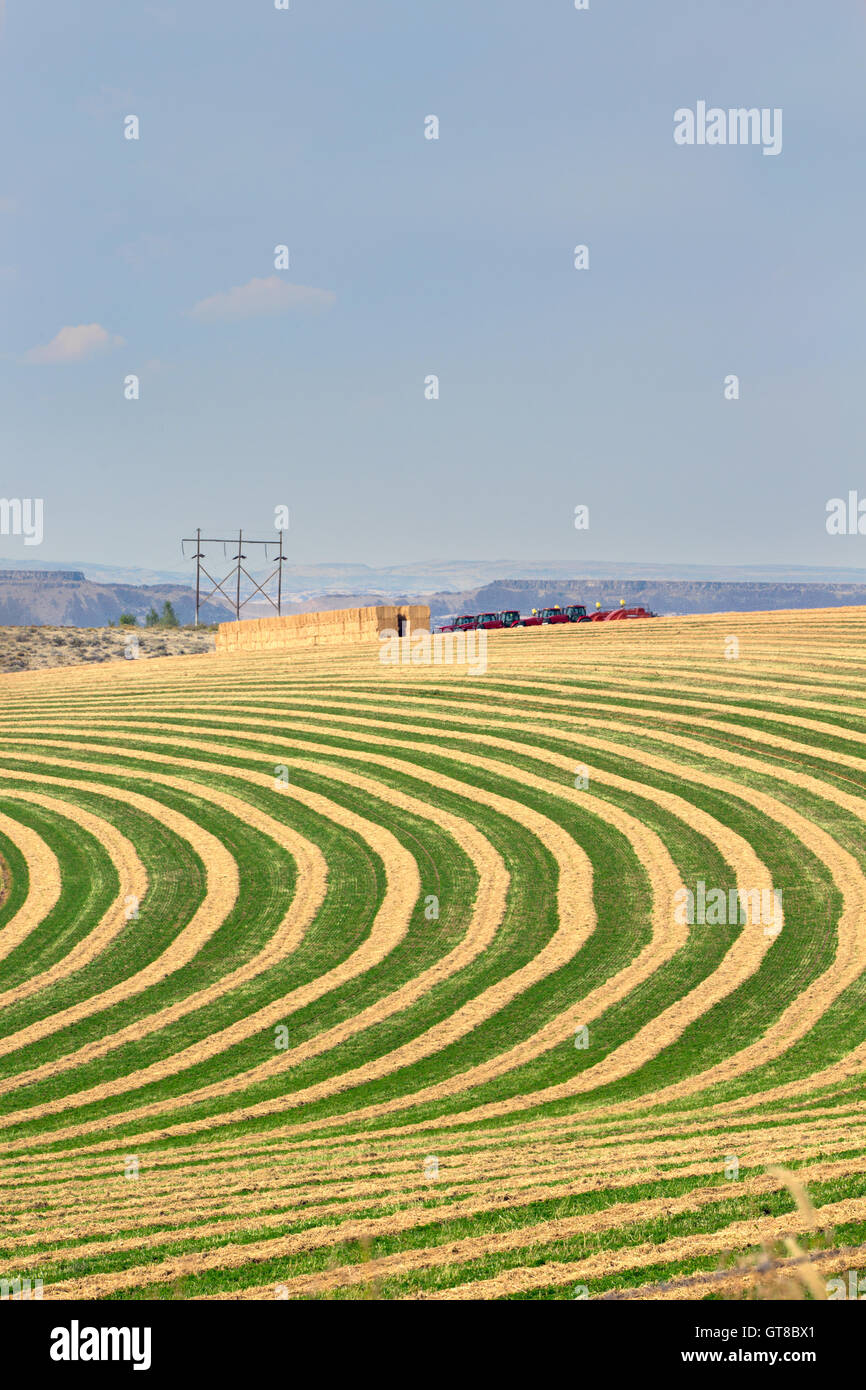 Il centro di rotazione irrigato campo di fattoria che mostra le righe alternate di piantare per consentire la rotazione lungo le linee circolari di Foto Stock