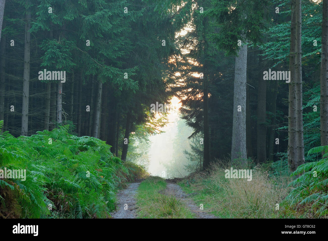 Percorso attraverso la Foresta Odenwald, Hesse, Germania Foto Stock