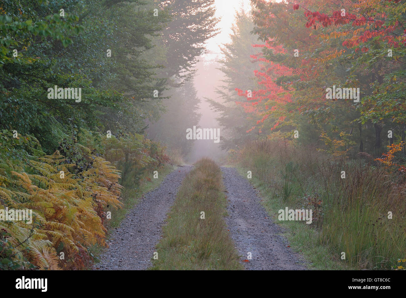 Percorso attraverso la Foresta Odenwald, Hesse, Germania Foto Stock