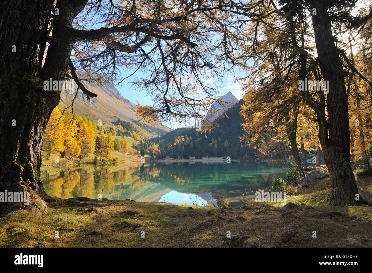 Lai da Palpuogna in autunno, Bergun, Albula Pass, Grigioni, Svizzera Foto Stock