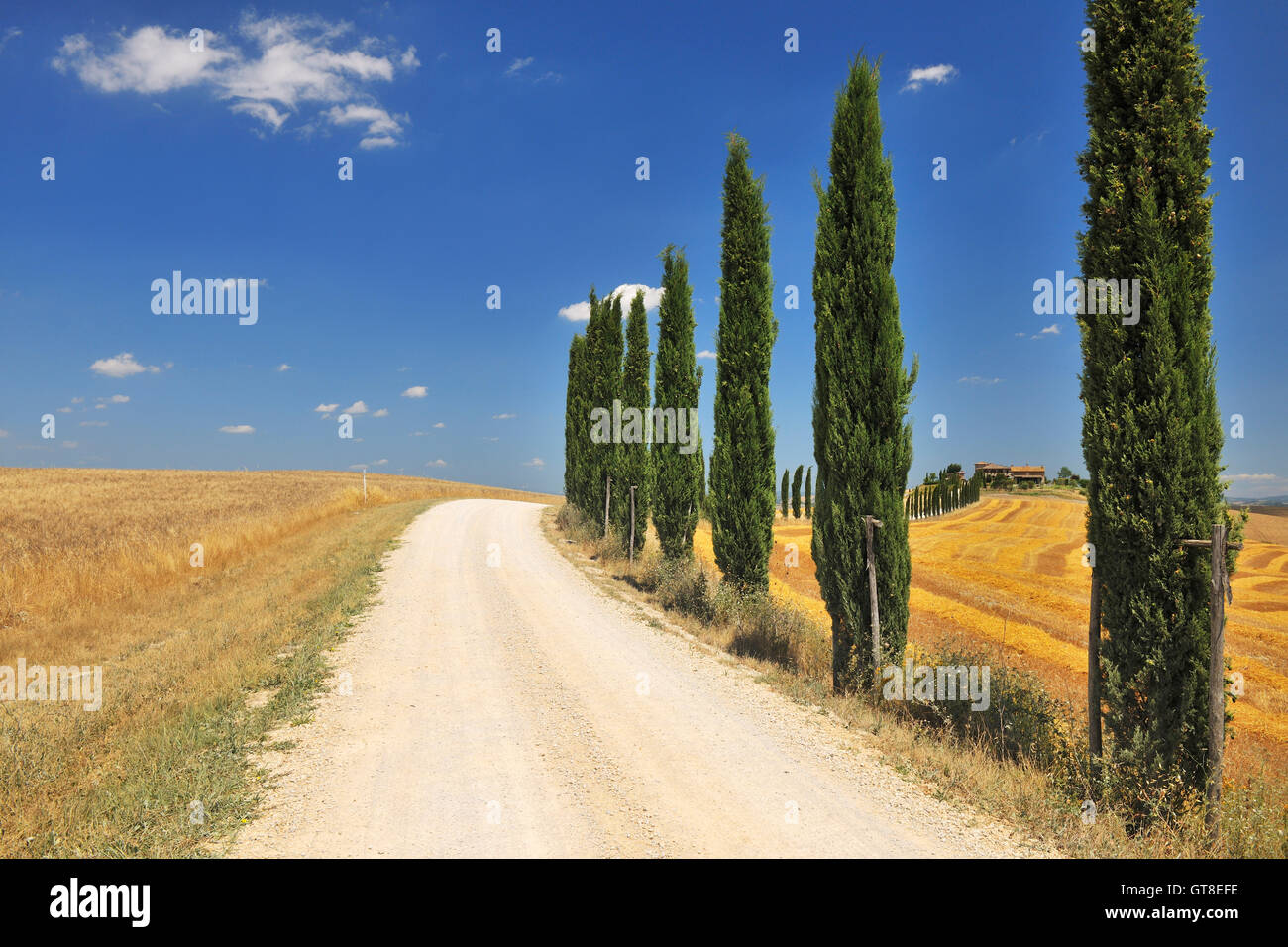 Strada rurale di cipressi in estate, Monteroni d'Arbia, in provincia di Siena, Toscana, Italia Foto Stock