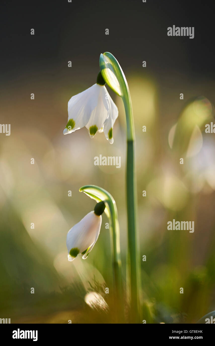 Close-up di primavera il simbolo del fiocco di neve (Leucojum vernum) che fiorisce in primavera, Alto Palatinato, Baviera, Germania Foto Stock