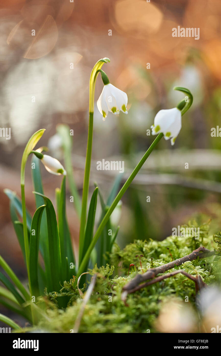 Close-up di fiocchi di neve di primavera (Leucojum vernum) che fiorisce in primavera, Alto Palatinato, Baviera, Germania Foto Stock