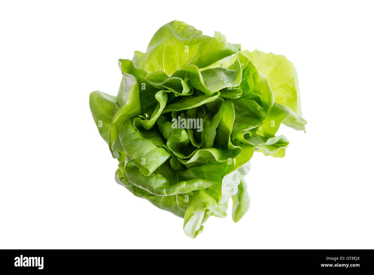 Testa di fresca burro organico crunch le lattughe coltivate localmente, sostenibile nessun OGM prodotti agricoli per uno stile di vita sano, isolata su Foto Stock