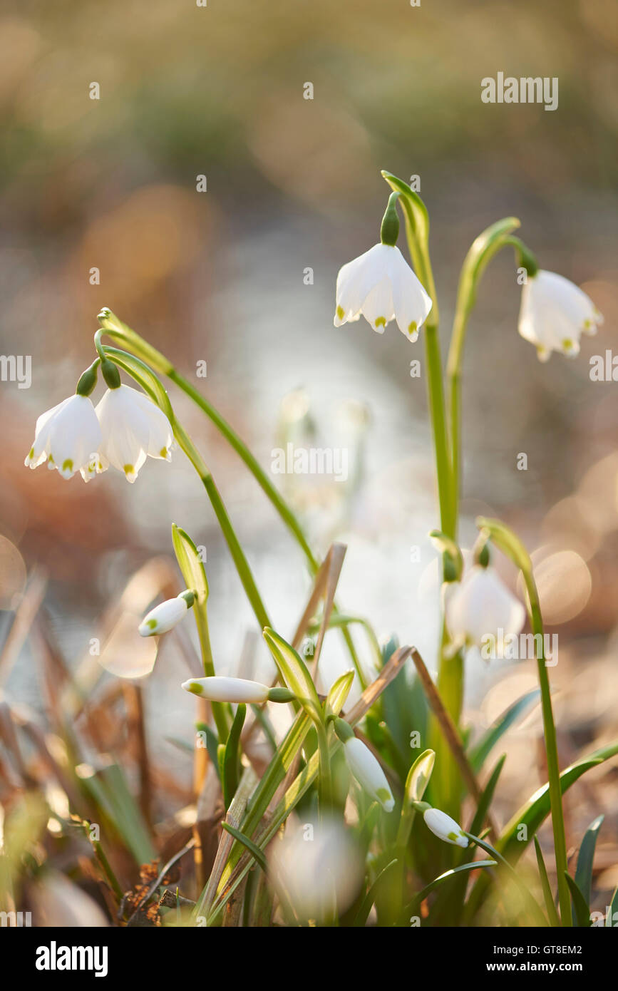 Close-up di fiocchi di neve di primavera (Leucojum vernum) che fiorisce in primavera, Alto Palatinato, Baviera, Germania Foto Stock