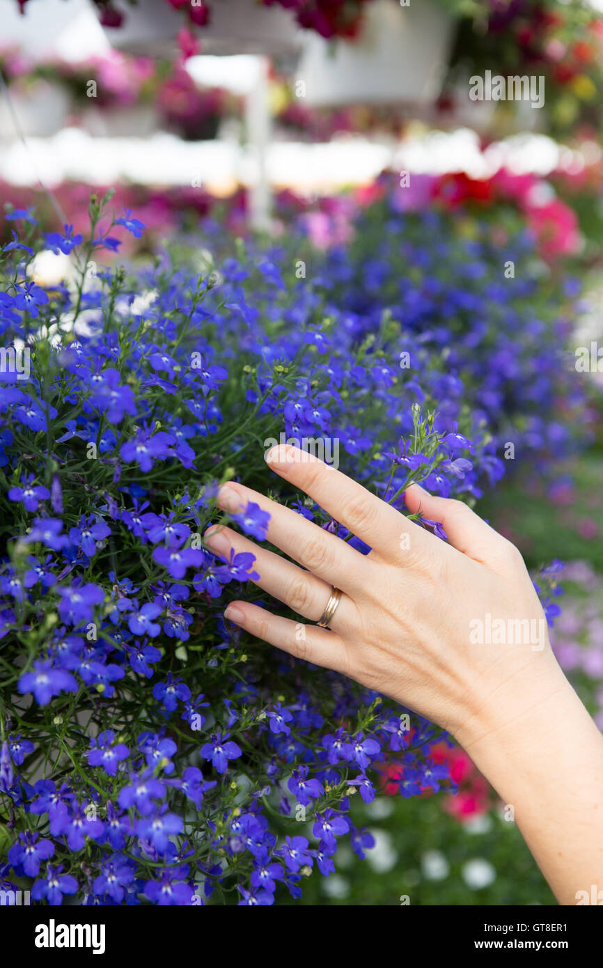 La donna la scelta di fiori in un vivaio ponendo delicatamente la sua mano su di un display a colori di blu vasi di fiori come lei cerca di beautif Foto Stock