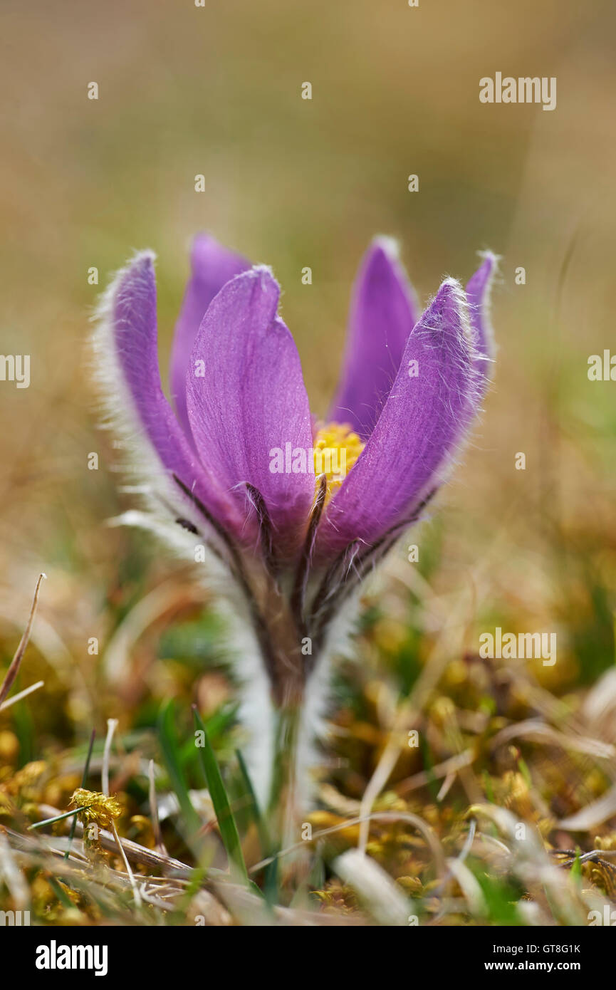Close-up di comune "Pasque Flower (Pulsatilla vulgaris) fiore in primavera, Baviera, Germania Foto Stock