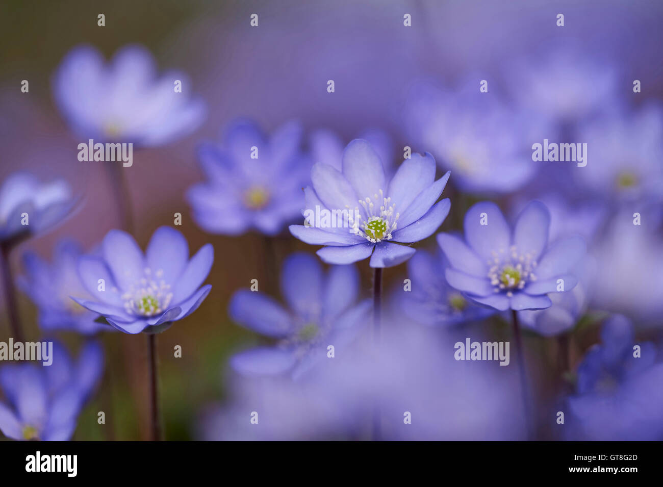 Close-up di Hepatica comune (Anemone hepatica) sboccia nella foresta in primavera, Baviera, Germania Foto Stock