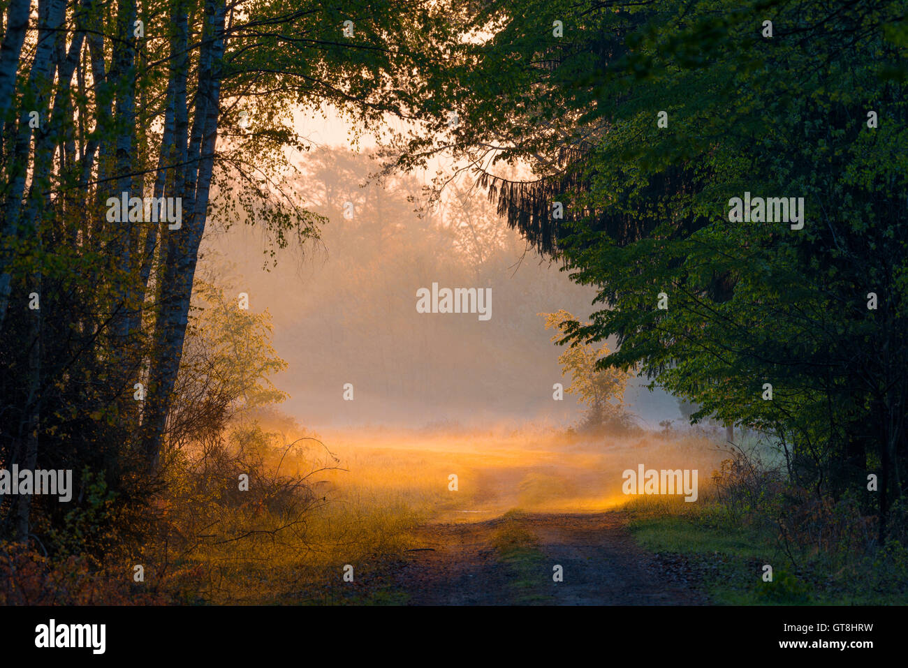 Foresta di nebbia di mattina all'alba, Hesse, Germania Foto Stock