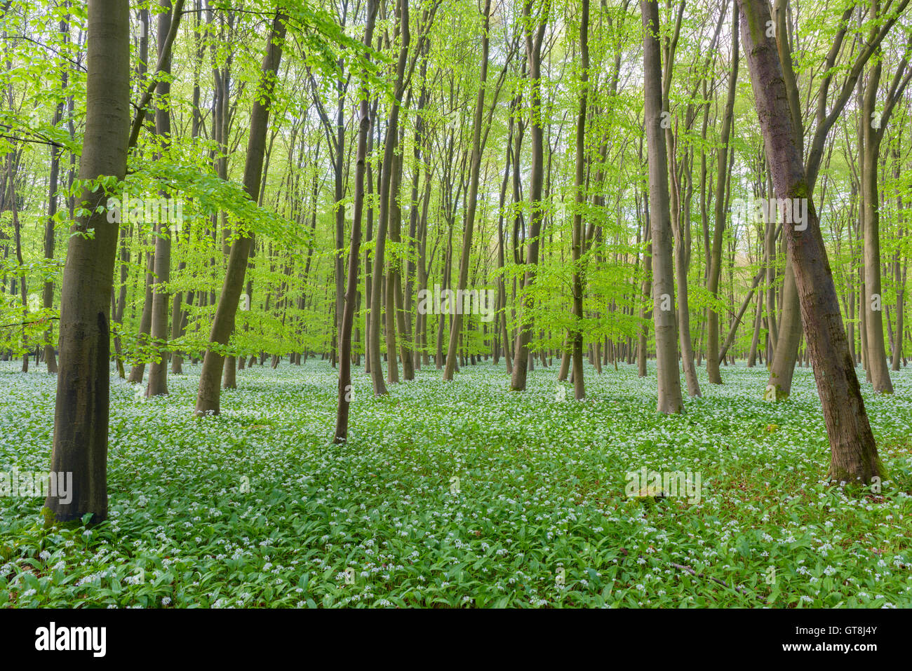 Unione del bosco di faggio (Fagus sylvatica) con Ramson (Allium ursinum) in primavera, Hesse, Germania Foto Stock