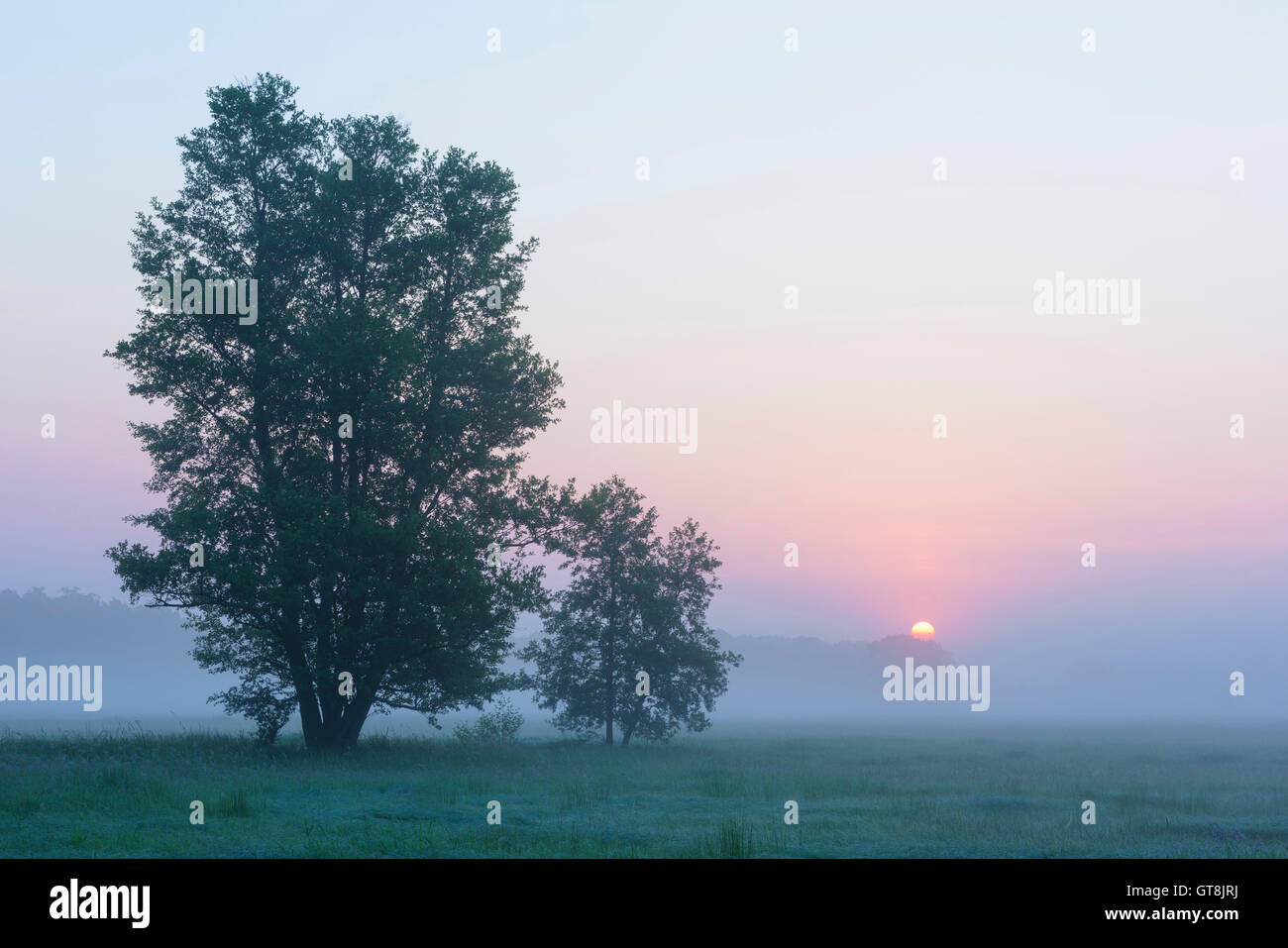 Ontano nero in Early Morning Mist a Sunrise, Hesse, Germania Foto Stock