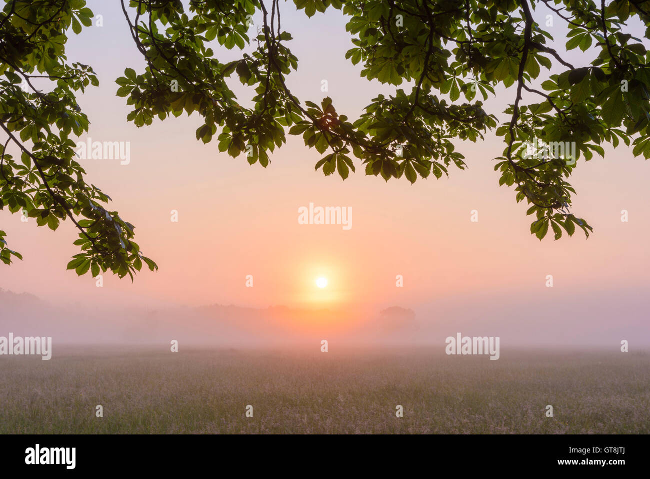 Foglie e rami di castagno nella nebbia di mattina all'alba, Hesse, Germania Foto Stock