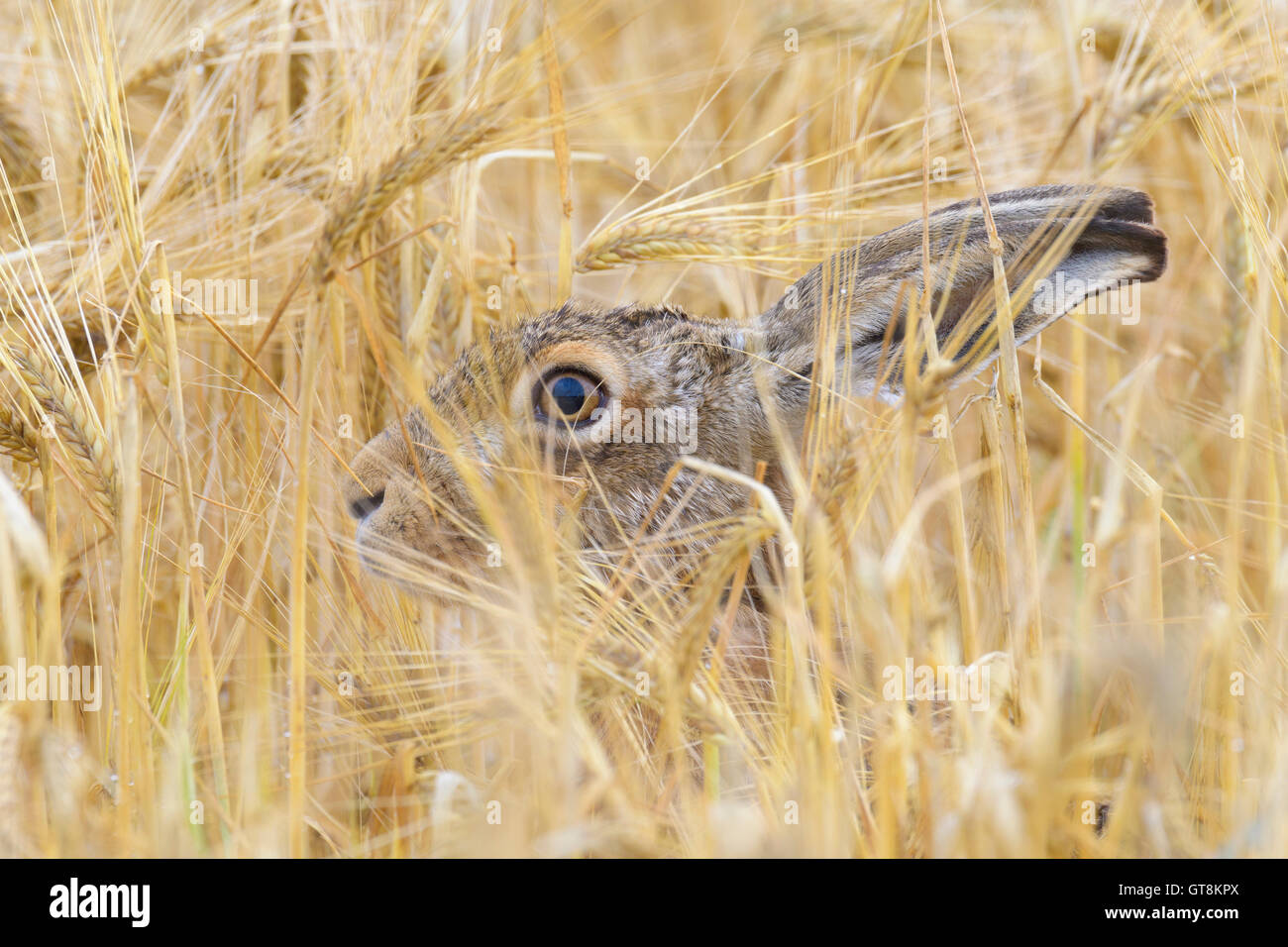 Unione Brown lepre (Lepus europaeus) nel campo di grano, Hesse, Germania Foto Stock