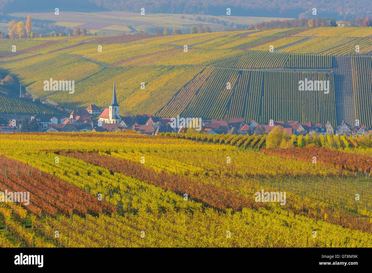 Variopinti vigneti in autunno, Escherndorf, Maininsel, Alte Mainschleife, Mainfranken, Franconia, Baviera, Germania Foto Stock