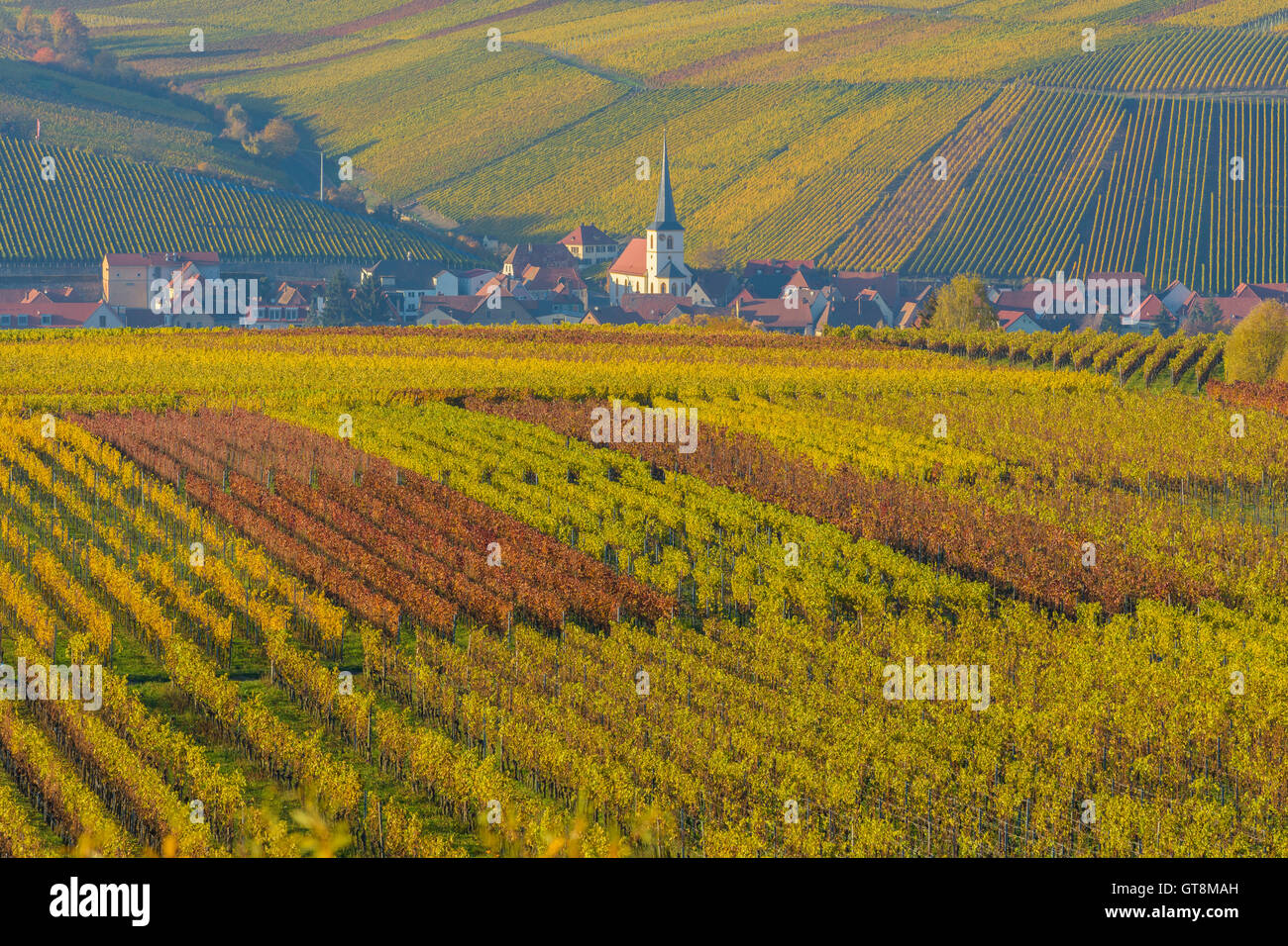 Variopinti vigneti in autunno, Escherndorf, Maininsel, Alte Mainschleife, Mainfranken, Franconia, Baviera, Germania Foto Stock