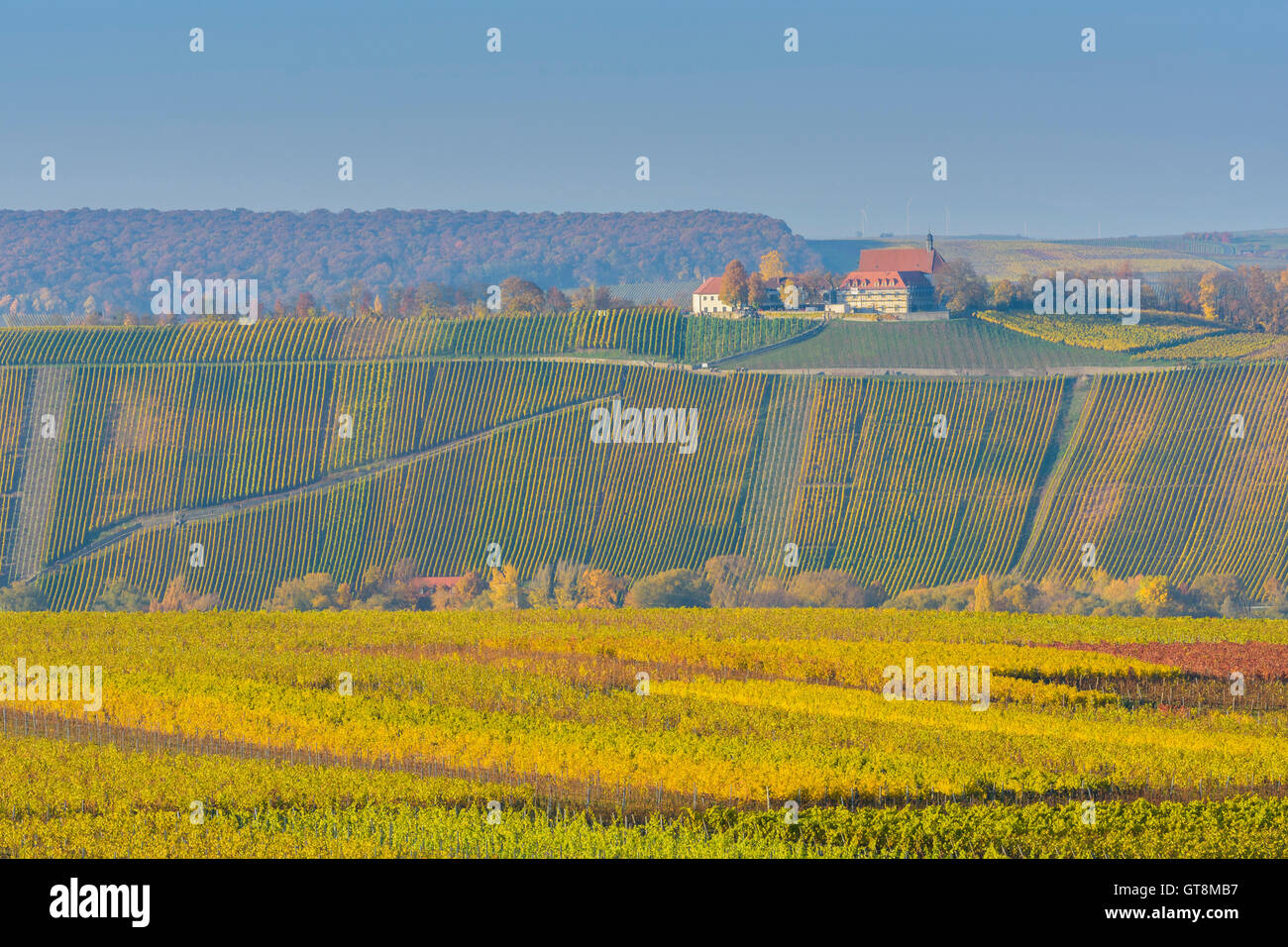 Variopinti vigneti in autunno, Vogelsburg, Volkach, Maininsel, Alte Mainschleife, Mainfranken, Franconia, Baviera, Germania Foto Stock