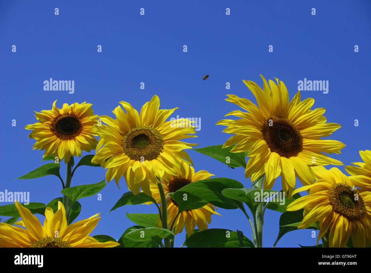 Girasoli Foto Stock