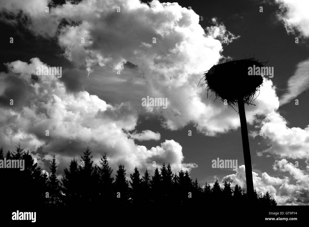 Cicogna, nido di cicogna, nido nido di cicogna tower, Stork socket, Silhouette, Stork nest silhouette Foto Stock