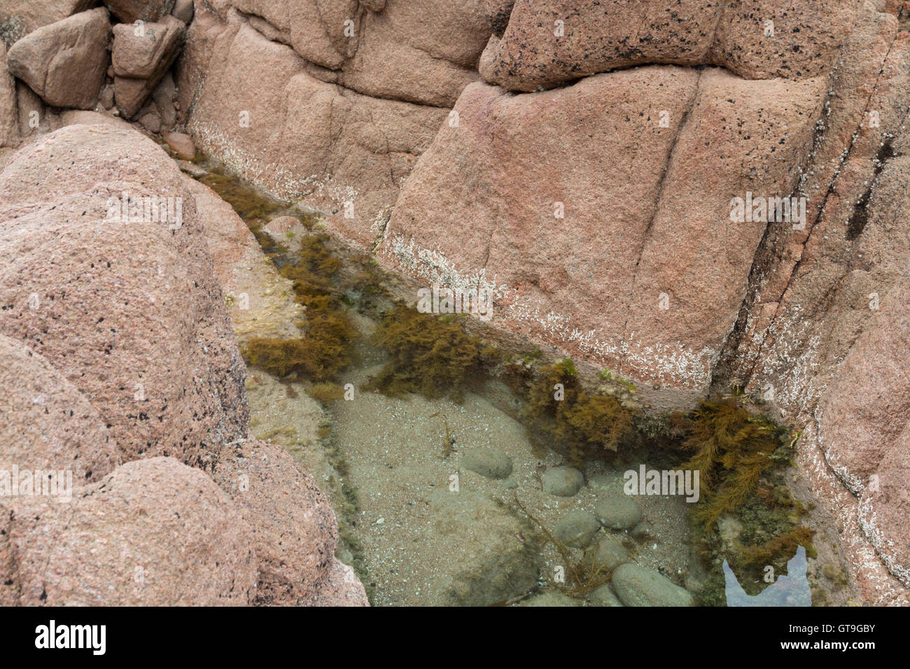 Rockpool presso i pinnacoli Foto Stock