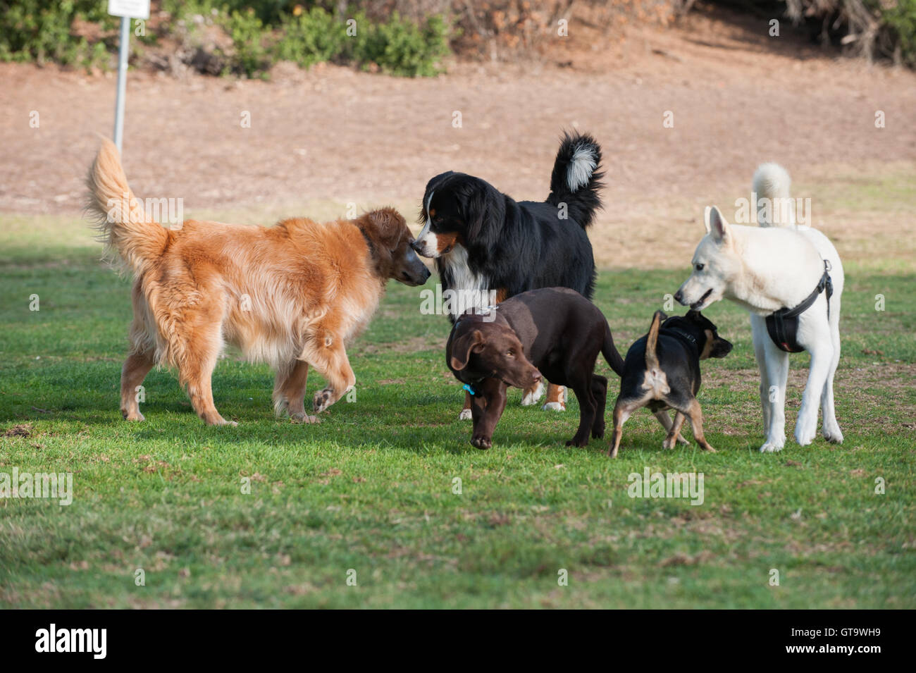 Gruppi di cani odorare ogni altro a dog park. Foto Stock