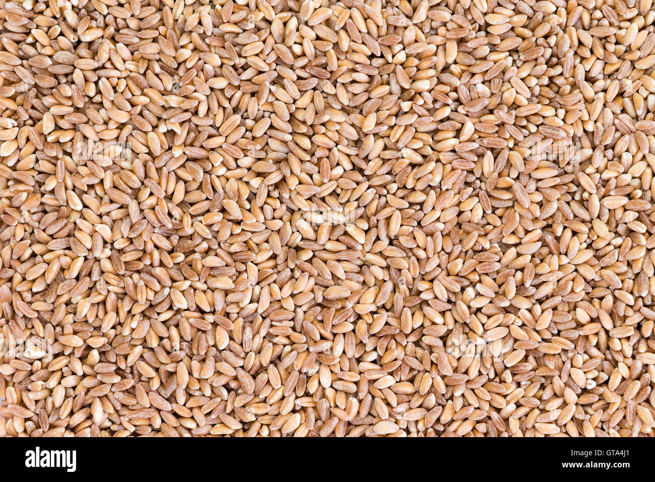 Texture di sfondo di sano mondati farro perlato semi di grano una specialità raccolto cresciuto in parti di Asia ed Europa, in particolare Foto Stock