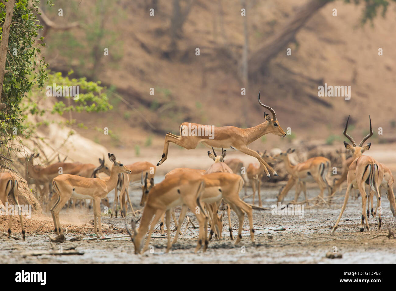 Impala maschio (Aepyceros melampus) saltare attraverso il fango Foto Stock