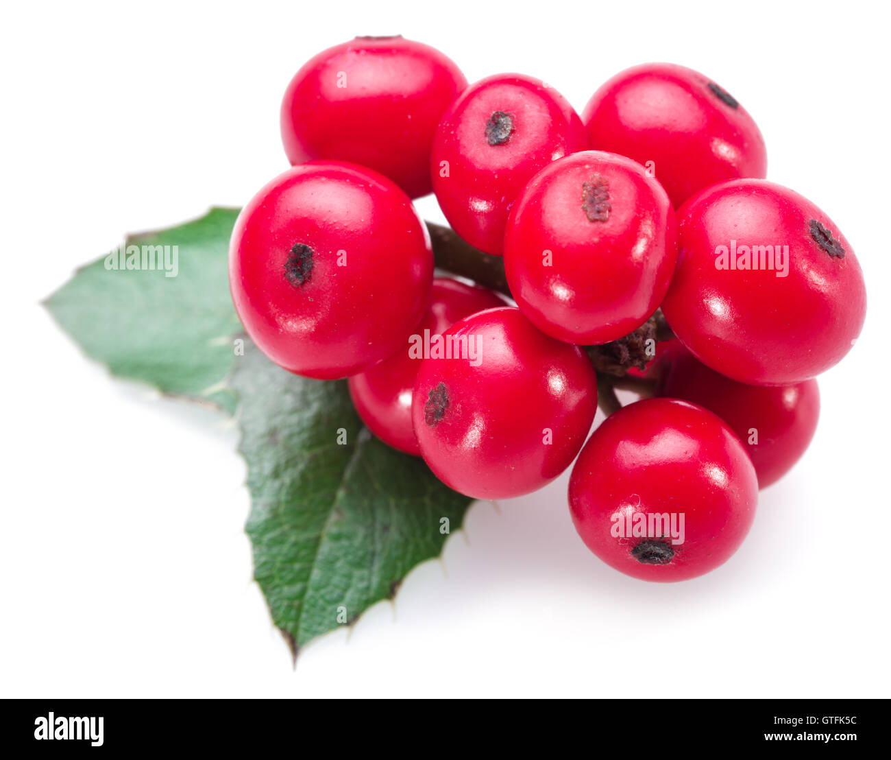 Unione Holly (leccio) foglie e frutta su uno sfondo bianco. Foto Stock