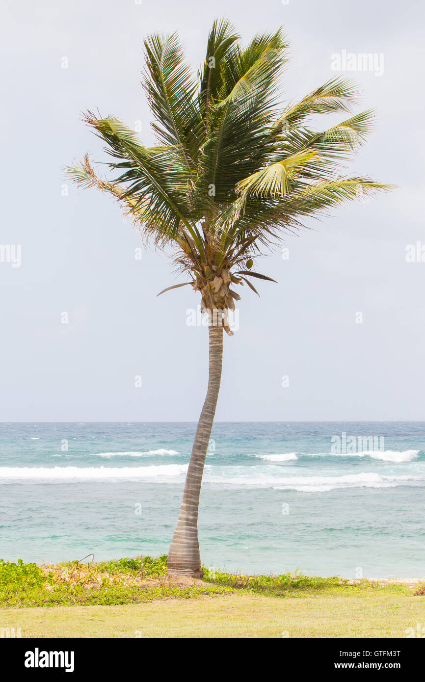 Palm tree in una spiaggia Foto Stock