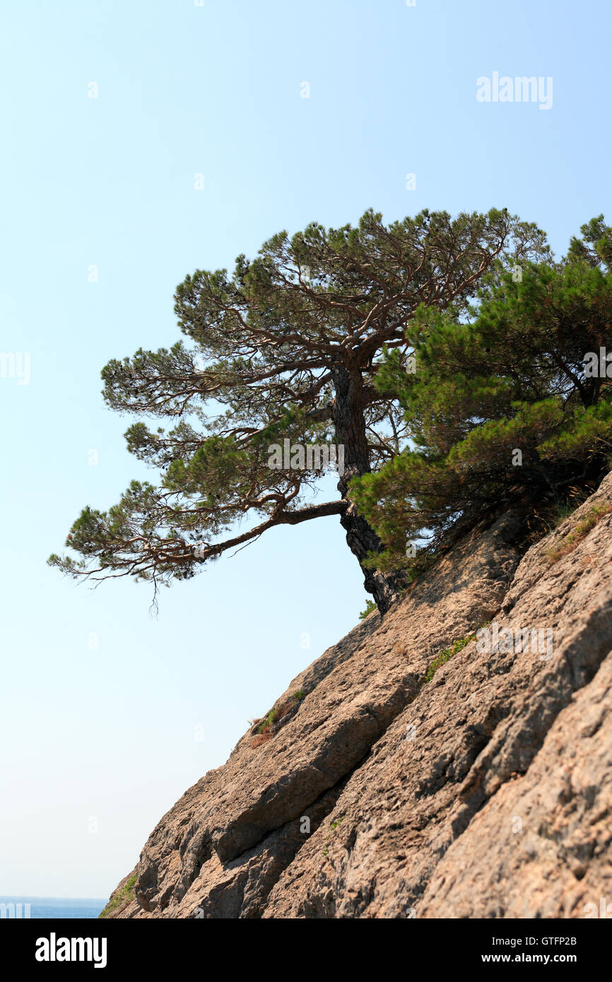 Albero su roccia Foto Stock