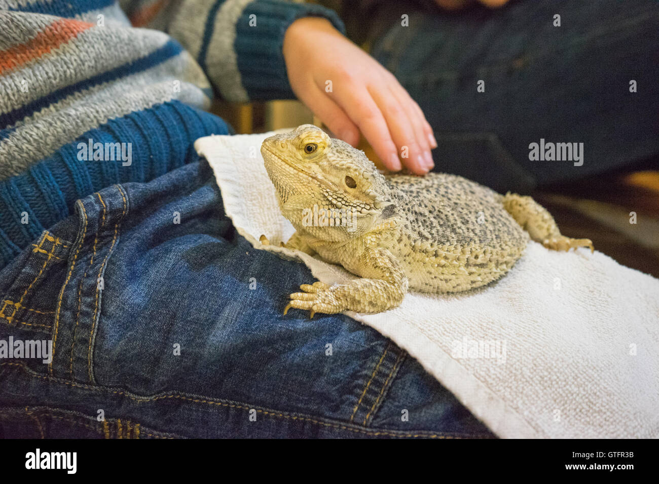 Bambino accarezzare un drago barbuto che è seduto su un asciugamano sul loro giro. Foto Stock