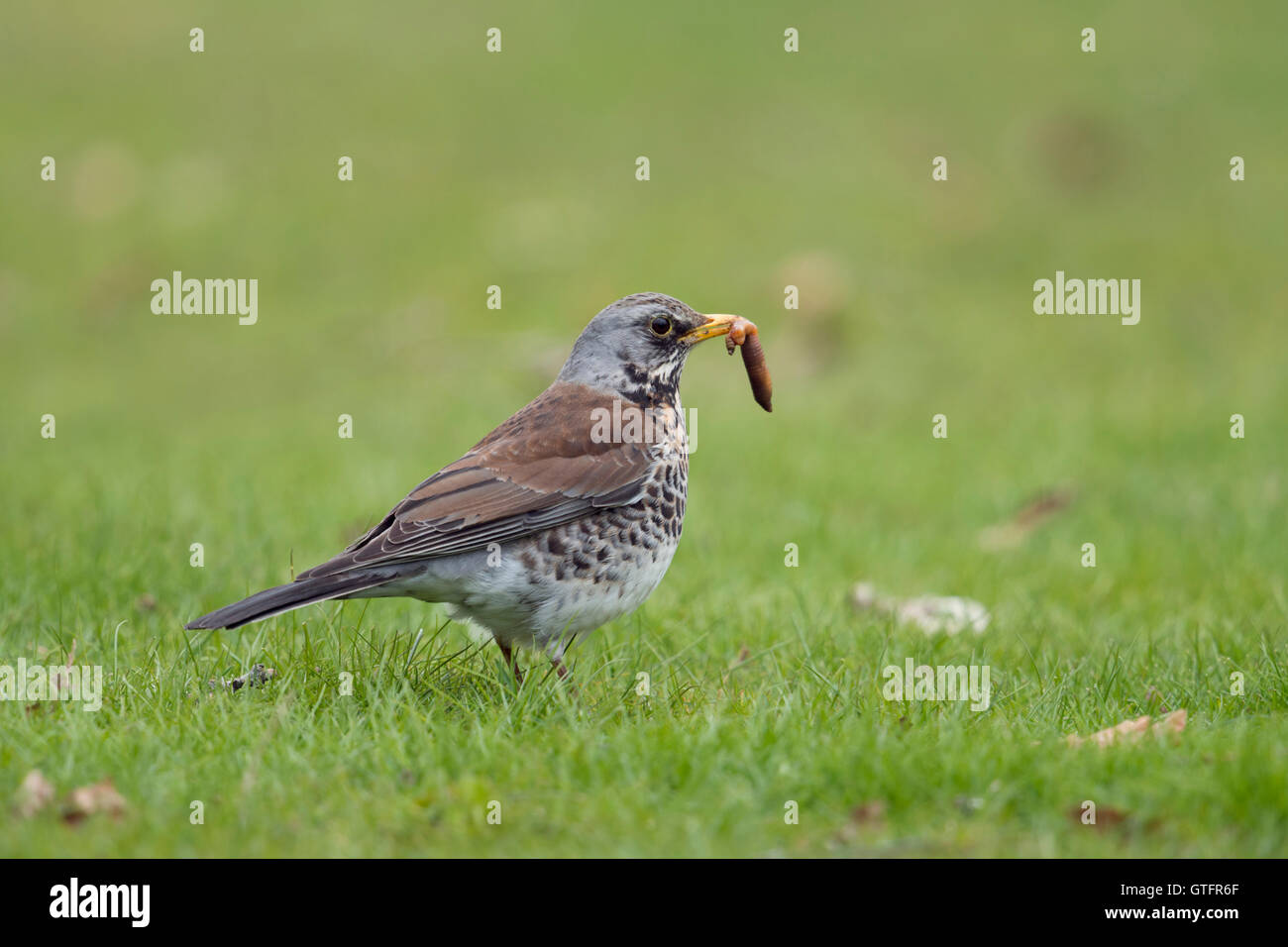 Allodole Cesene Beccacce / Wacholderdrossel ( Turdus pilaris ), in abito di allevamento, sul prato con un fat worm nel suo becco. Foto Stock