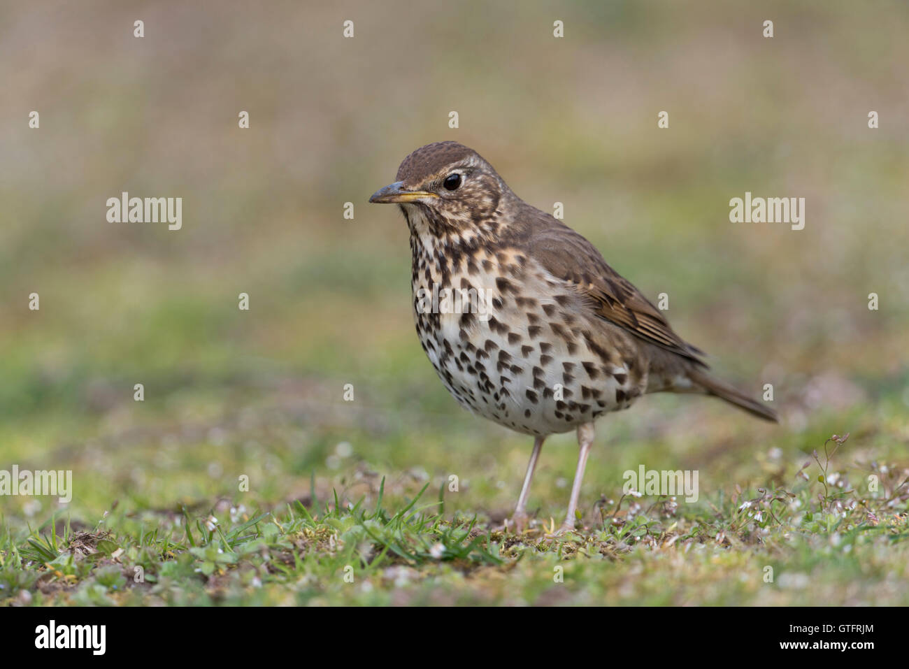 Song Thrush / Singdrossel ( Turdus philomelos ) in abito da riproduzione, migrante, a terra, alla ricerca di cibo, fauna selvatica, Europa. Foto Stock
