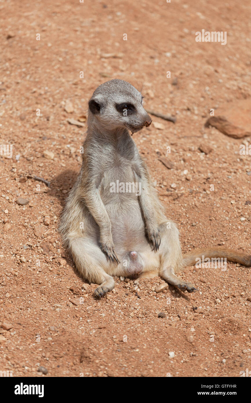 Suricata maschio siede sulla sabbia Foto Stock