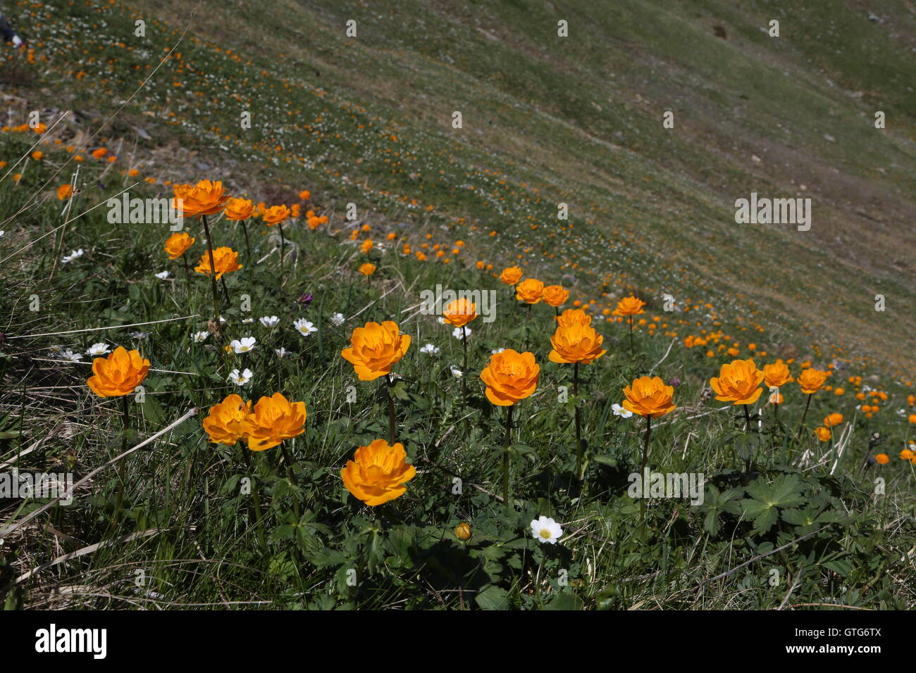 Altai regione Russia paesaggi di montagna Foto Stock