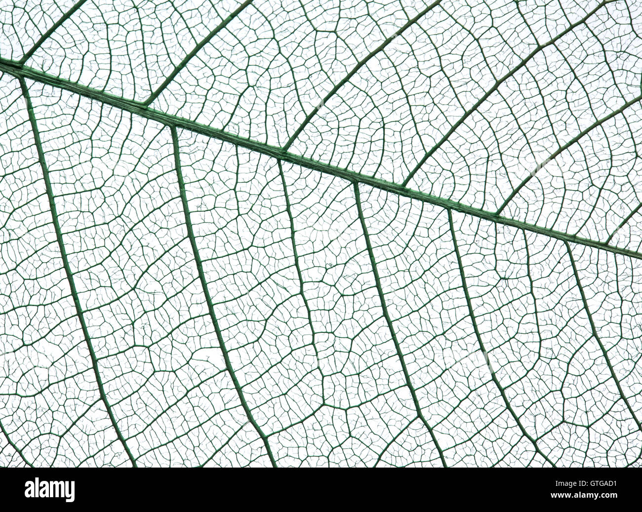 Scheletro di foglie su uno sfondo bianco. Foto Stock